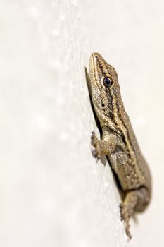 Common Lizard (Juvenile)