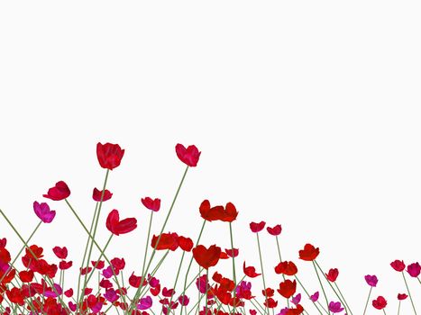 red poppy field background on white