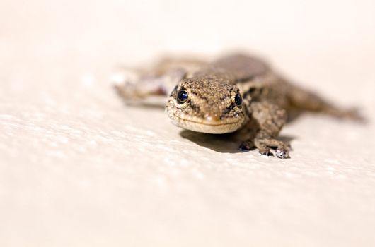 Common Lizard (Juvenile)