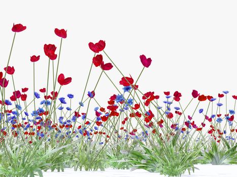 red poppy and blue cornflower background on white