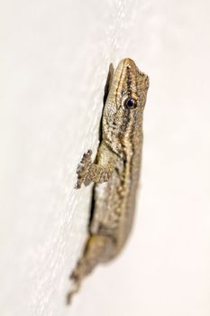 Common Lizard in South Africa (Juvenile)