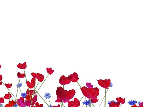 red poppy and blue cornflower background on white