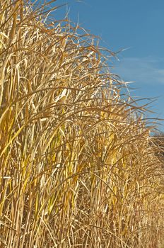 The renewable resource switchgrass for heating and production of diesel