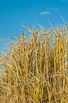 The renewable resource switchgrass for heating and production of diesel