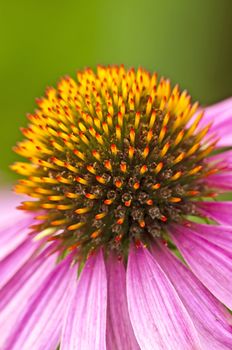 a blooming coneflower, medicine plant of the american native