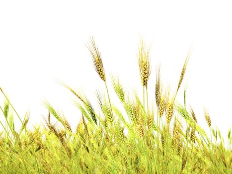 wheat field on white illustration