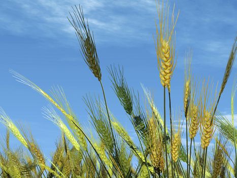 wheat field and blue sky illustration