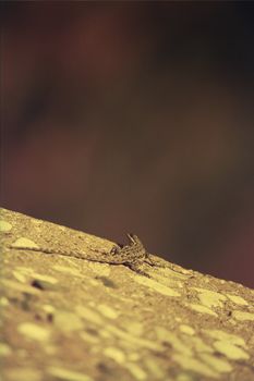 Macro of lizard on desert rock