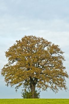 oak in autumn