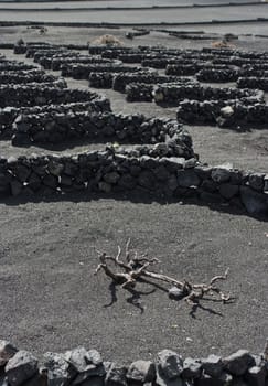 The odd volcanic vineyards of Lanzarote, Spain.