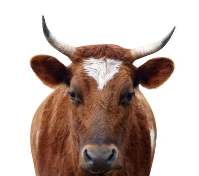 Ayrshire Cow with Horns isolated with clipping path