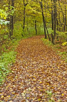 Forest in autumn