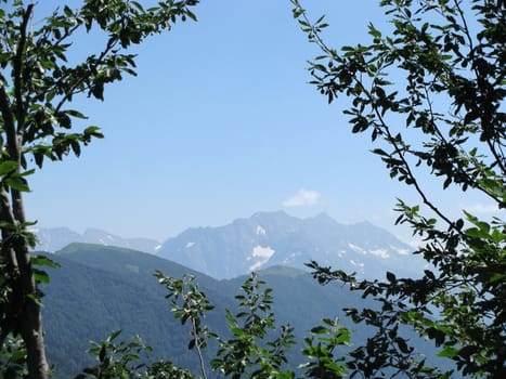 Europe; Russia; a file; flora; vegetation; a distance; summer; trees
