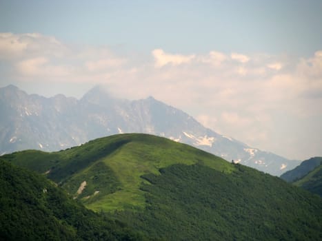 Europe; Russia; a file; flora; vegetation; a distance; summer; trees
