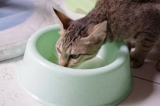 A cat drinking from a water bowl.