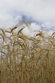 Close up of a wheat field against a cloudy sky