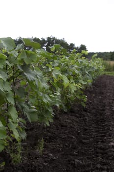 Row in a vineyard during mid-summer against a white background