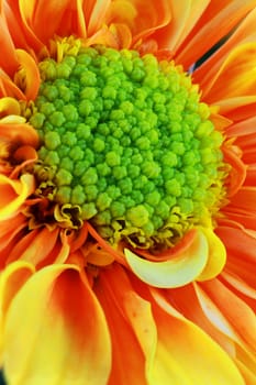 Abstract macro of a vibrant orange Chrysanthemum.