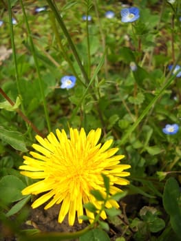 Dandelion, orange, a flower; a plant; spring; flowering; a wood