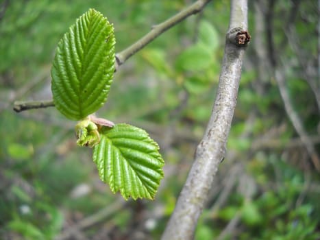 the nature; green; bright; Caucasus; Russia; a kind, a branch, a tree