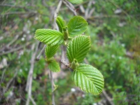 the nature; green; bright; Caucasus; Russia; a kind, a branch, a tree