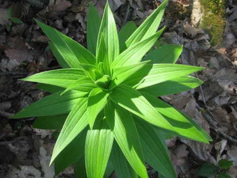 Flower; a plant; spring; flowering; a wood; macroshooting; flora