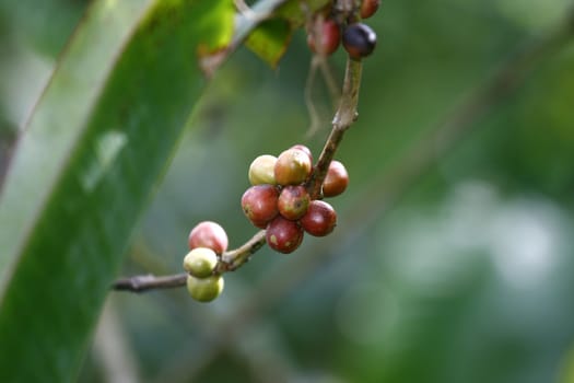 Coffee Beans ready to pick in the vines