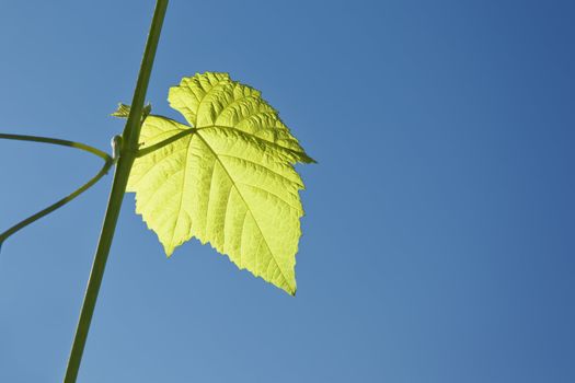 young green wine leaf and the deep blue sky background