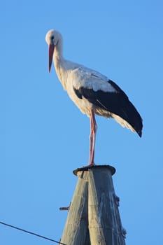 White stork on electric pole on the background of blue sky.