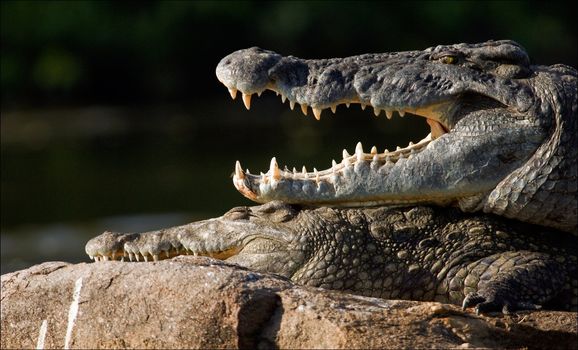 The Nile crocodile lies on a stone and from a heat has widely opened a mouth, showing huge teeth.