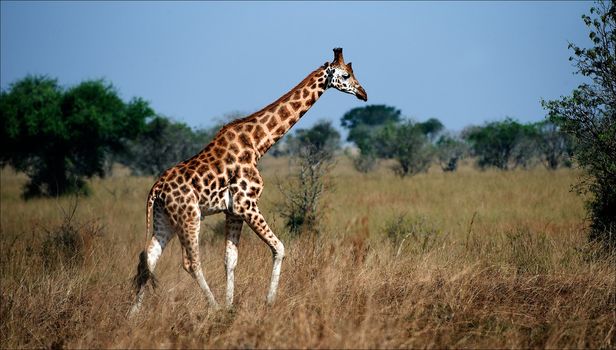 Giraffa camelopardalis. 2 ./ Uganda. Queen Elizabeth National Park.The giraffe walks on savanna.