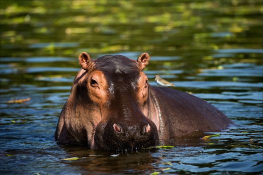 The hippopotamus. On the bright midday sun hippopotamus in water with a birdie on a back.. Africa.