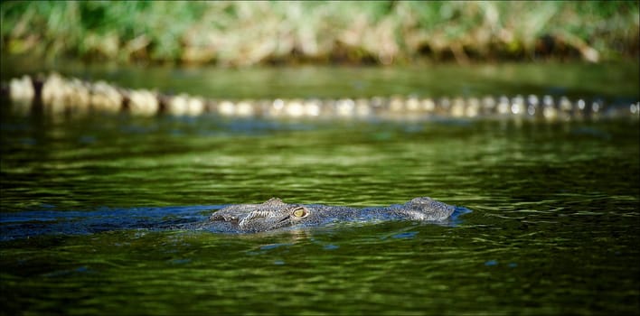  The crocodile floats in water. In waters of Nile huge and dangerous crocodiles swim.