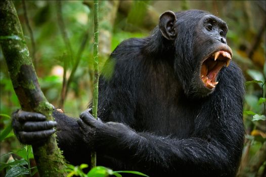Shout. A chimpanzee, sitting in a thicket of green wood, loudly and with anxiety shouts.