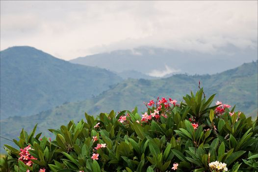 Mountains of wood Bwindi. Behind a juicy green bush with red colors the kind on mountains hidden by a fog and clouds opens.