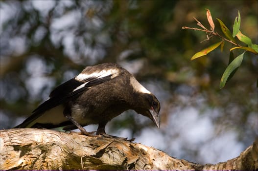 The curious. The bird studies with curiosity something on a tree branch. 