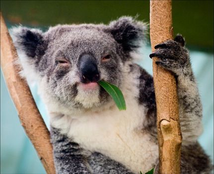 The koala in eucalyptus branches. The koala sits on a tree and moving apart eucalyptus branches looks round around.