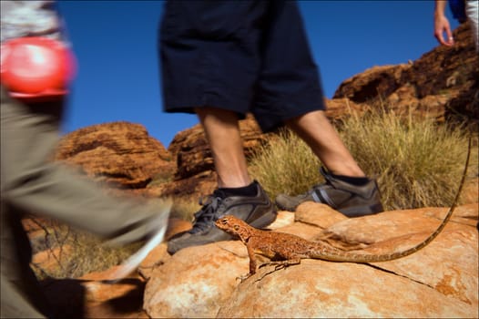 Meeting on a footpath. A lizard, sitting on a stone, with care and interest observes of passing by people. Kings Canyon. Australia.