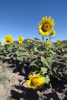 Bright Colors of a Sunflowers Field in Tuscany, Italy