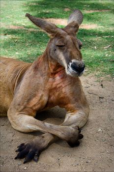 The brawny kangaroo having a rest on the warm sun and an emerald grass.