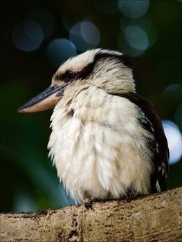 The kookaburra sits on a branch in a tree crone. Against green foliage.