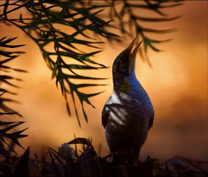 Silhouette of a bird to a burning branch lit up by a rising sun.