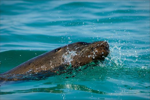  Sea lion in splashes.The seal in splashes floats on bright water shined with the sun.