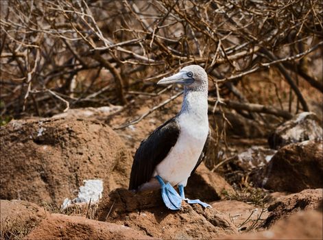 Blue-footed booby. The light bird with brightly blue feet sits on brown stones of a lava