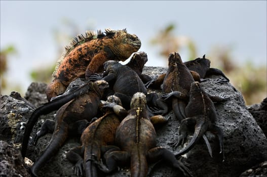 The male with a harem. On dark stones of a lava has settled down to bask in the sun group of sea iguanas.