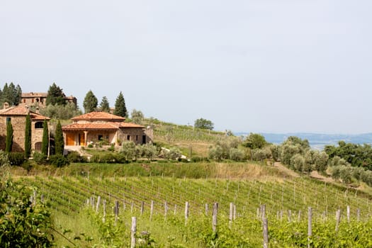 Sun-bathed vineyard in Tuskanian hills
