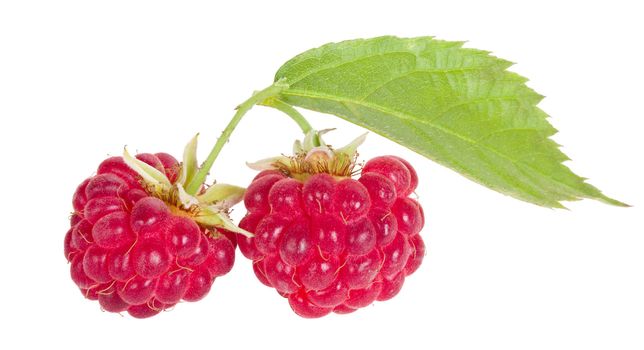 branch of two ripe raspberries with leaf, isolated on white