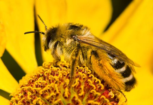 bumblebee on flower, macro shot