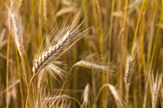 close-up ears of wheat in field