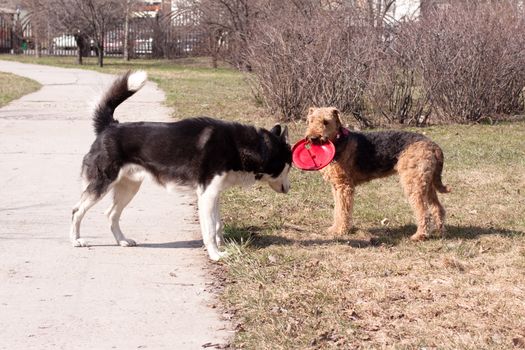A black and white husky and an airedale playing with red frisbee in a park
